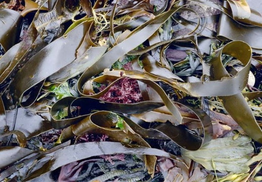 Briar Island Seaweed
